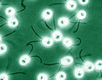 Chlamydomonas   Reinhardtii