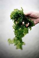 Micro Algea