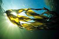 Seaweed Algea