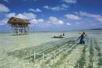 Agar-agar Seaweed Farm